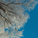 Волшебное дерево