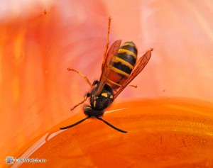 Оса, тянущаяся к соку в стакане . Это похоже лесная пчела (Dolichovespula silvestris)