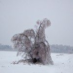 Дерево во льду.