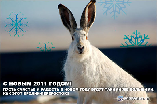 С Новым 2011 годом, друзья! С Новым 2011 годом, друзья!