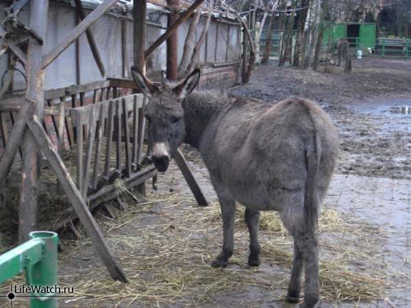 Грустный ослик. Гжель (Синь России)
