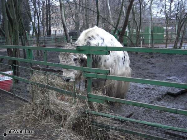 ХЗ кто это...вроде як. Гжель (Синь России)