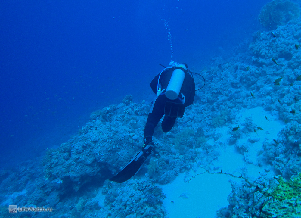 Diver at Gordon reef